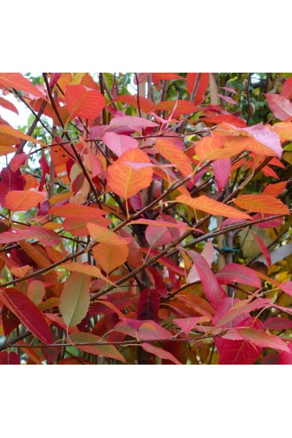 Ірга деревовидна Робін Хілл восени